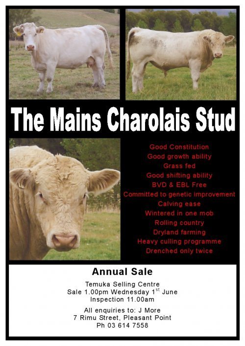 2011_More_Jim_Charolais_A4.JPG