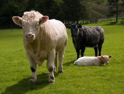 Charolais Bull Cow Calf 1